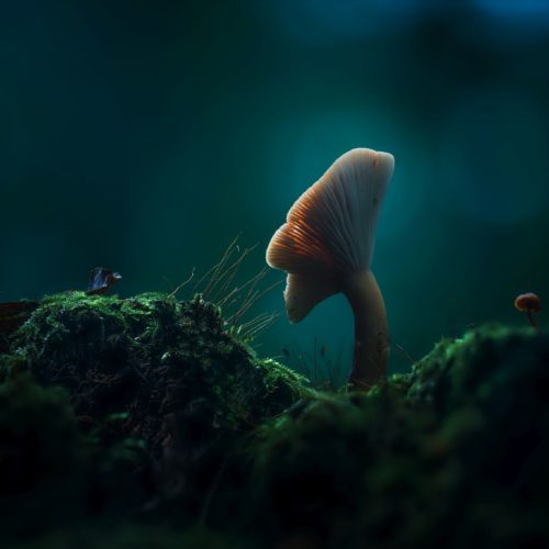 Leuchtender Pilz im Lappwald